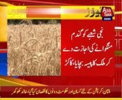 anwar ul haq big statement about wheat scandel