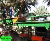 Modern Date Palm Plantations With Sophisticated equipment‼️