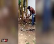 WATCH: King cobra lets man help him cool off from rani 3gp king com