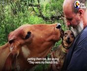 Jealous cow doesn&#39;t approve when Mom&#39;s boyfriend moves in — but the boyfriend won&#39;t give up so easily