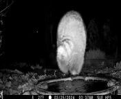 A wildlife camera trap has captured the funny moment a raccoon handstands and walks on its front paws across a garden. Camera Trap Sue, posted the video on X, after her cameras picked up the handstand movement. &#60;br/&#62;