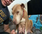 Guy fosters a very, very pregnant pittie who has her babies in his kitchen — wait to see the moment he reunites with her 2 years later