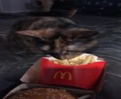 This cat loved grabbing some French fries whenever the owner got some for themselves. They slipped a few French fries into their mouths before fleeing from the bed to enjoy their snacks .&#60;br/&#62;&#60;br/&#62;*The underlying music rights are not available for license. For use of the video with the track(s) contained therein, please contact the music publisher(s) or relevant rightsholder(s).”