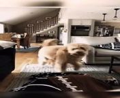 Funny Fails Of Dogs &#124; Entertainment World &#60;br/&#62;&#60;br/&#62;In this video you guys will enjoys alot with your family or kids when you want and what is your desire according to our videos you can ask we are here to get you a cool breeze and enjoyable movements &#60;br/&#62;Don&#39;t wait if you don&#39;t like our videos too much please comment to let us know that which type of content you want us to make for you guys &#60;br/&#62;And we need your support so please follow like and comment upon your desire&#60;br/&#62;Tags :&#60;br/&#62; #LaughsForDays#HilariousHappenings#FunnyFiesta#LOLExpress#ComedyCrusaders#JokeJungle#BellyacheLaughs#GiggleGalaxy#HumorHive#ComicCarnival#JokesOnFire#LaughingOutLoud#FunTasticVideos#AmusingAdventures#GuffawGalore#HumorHeaven#CheekyChuckles#SillyLaughs#GiggleGang#WittyWhirlwind