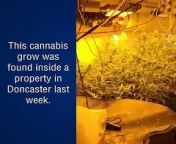 Man arrested after police raid found dozens of cannabis plants worth tens of thousands of pounds.