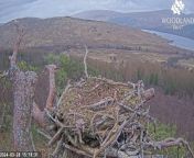 Woodland Trust Scotland has been operating a live nest camera at Loch Arkaig Pine Forest in Lochaber since 2017&#60;br/&#62;&#60;br/&#62;The video shows the arrival of Louis the &#92;